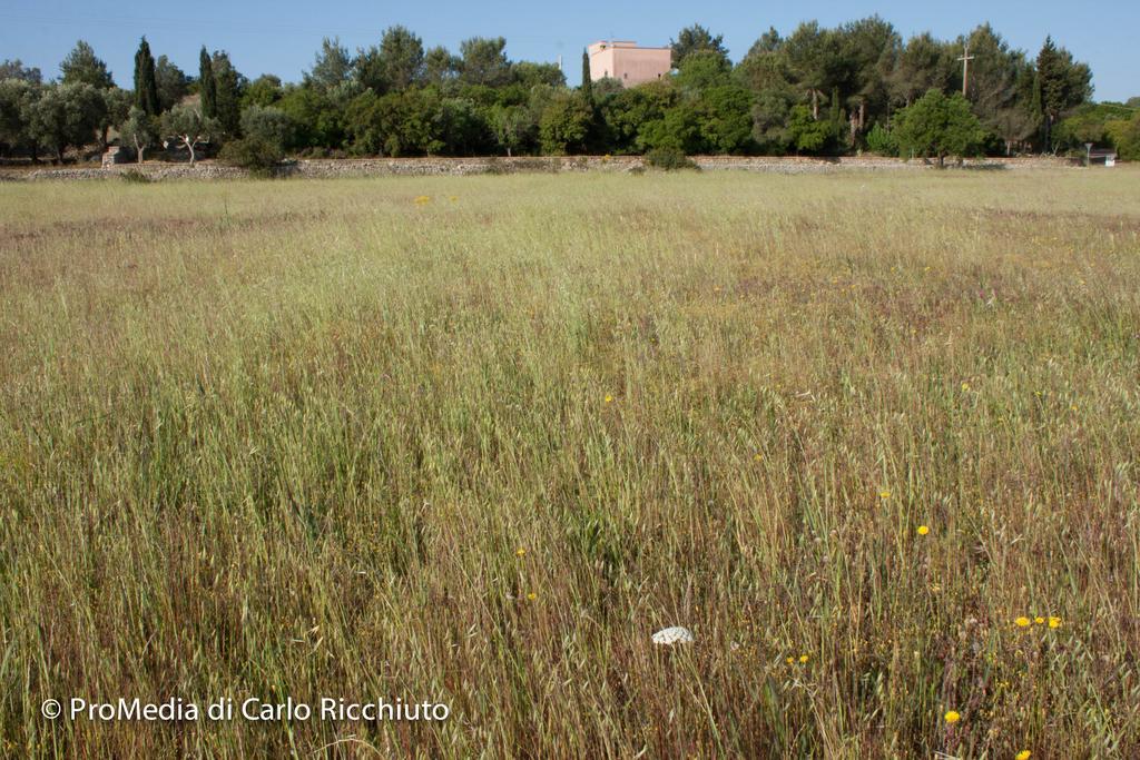 Masseria Moresano Bed & Breakfast Ugento Exterior photo